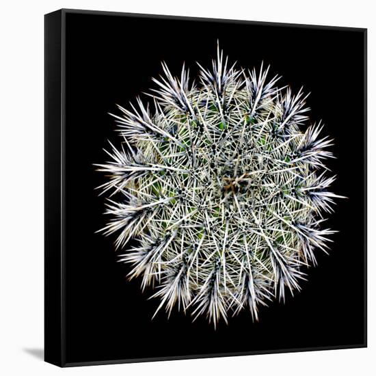 Saguaro Mandala I-Douglas Taylor-Framed Stretched Canvas