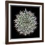 Saguaro Mandala I-Douglas Taylor-Framed Premium Photographic Print