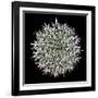 Saguaro Mandala I-Douglas Taylor-Framed Premium Photographic Print