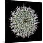 Saguaro Mandala I-Douglas Taylor-Mounted Premium Photographic Print