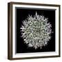 Saguaro Mandala I-Douglas Taylor-Framed Photographic Print