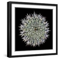 Saguaro Mandala I-Douglas Taylor-Framed Photographic Print