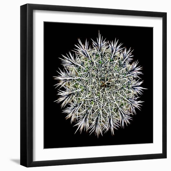 Saguaro Mandala I-Douglas Taylor-Framed Photographic Print