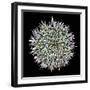 Saguaro Mandala I-Douglas Taylor-Framed Photographic Print