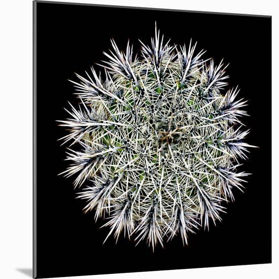 Saguaro Mandala I-Douglas Taylor-Mounted Photographic Print