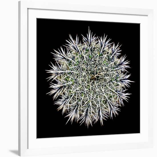 Saguaro Mandala I-Douglas Taylor-Framed Photographic Print