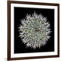Saguaro Mandala I-Douglas Taylor-Framed Photographic Print