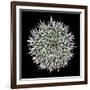 Saguaro Mandala I-Douglas Taylor-Framed Photographic Print