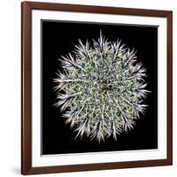 Saguaro Mandala I-Douglas Taylor-Framed Photographic Print