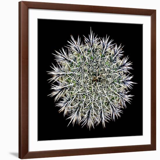 Saguaro Mandala I-Douglas Taylor-Framed Photographic Print