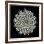 Saguaro Mandala I-Douglas Taylor-Framed Photographic Print