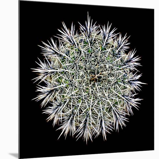 Saguaro Mandala I-Douglas Taylor-Mounted Photographic Print