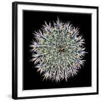 Saguaro Mandala I-Douglas Taylor-Framed Photographic Print