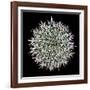 Saguaro Mandala I-Douglas Taylor-Framed Photographic Print