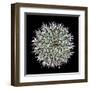 Saguaro Mandala I-Douglas Taylor-Framed Premium Photographic Print