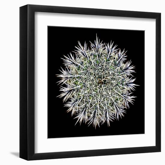 Saguaro Mandala I-Douglas Taylor-Framed Premium Photographic Print