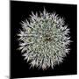 Saguaro Mandala I-Douglas Taylor-Mounted Premium Photographic Print