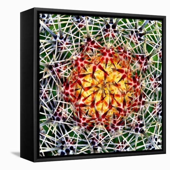 Saguaro Mandala II-Douglas Taylor-Framed Stretched Canvas