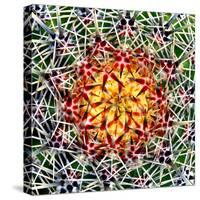 Saguaro Mandala II-Douglas Taylor-Stretched Canvas