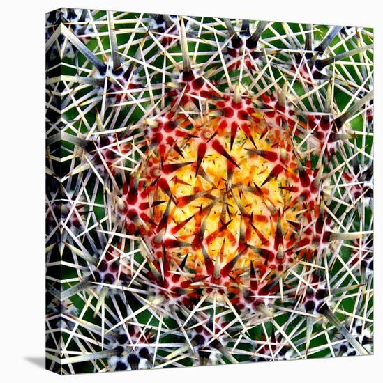 Saguaro Mandala II-Douglas Taylor-Stretched Canvas