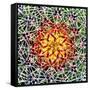 Saguaro Mandala II-Douglas Taylor-Framed Stretched Canvas