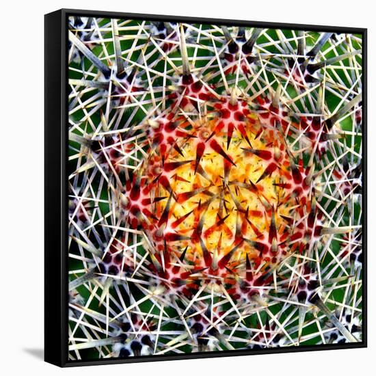 Saguaro Mandala II-Douglas Taylor-Framed Stretched Canvas