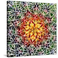 Saguaro Mandala II-Douglas Taylor-Stretched Canvas