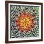 Saguaro Mandala II-Douglas Taylor-Framed Premium Photographic Print