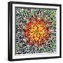 Saguaro Mandala II-Douglas Taylor-Framed Photographic Print