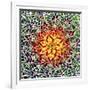 Saguaro Mandala II-Douglas Taylor-Framed Photographic Print