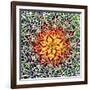 Saguaro Mandala II-Douglas Taylor-Framed Photographic Print