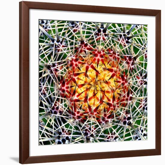 Saguaro Mandala II-Douglas Taylor-Framed Photographic Print