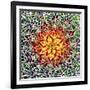 Saguaro Mandala II-Douglas Taylor-Framed Photographic Print