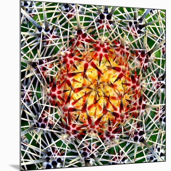 Saguaro Mandala II-Douglas Taylor-Mounted Photographic Print