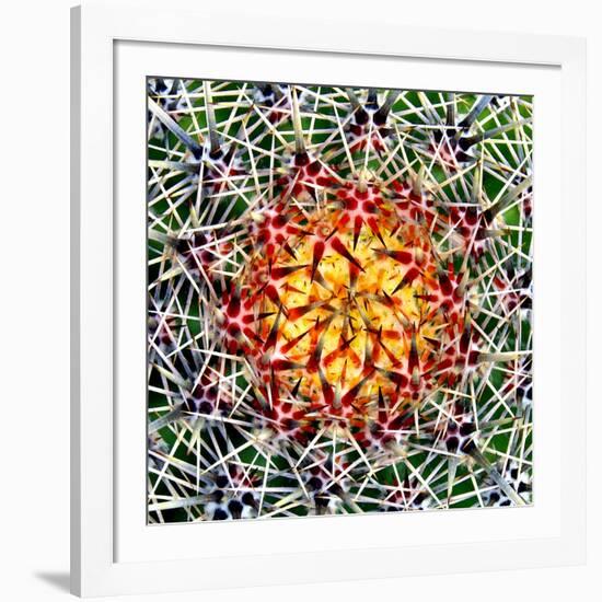 Saguaro Mandala II-Douglas Taylor-Framed Photographic Print