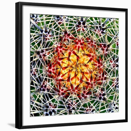 Saguaro Mandala II-Douglas Taylor-Framed Photographic Print