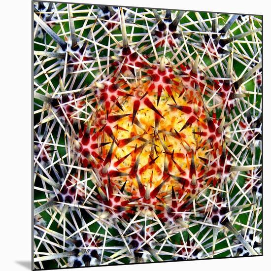 Saguaro Mandala II-Douglas Taylor-Mounted Photographic Print