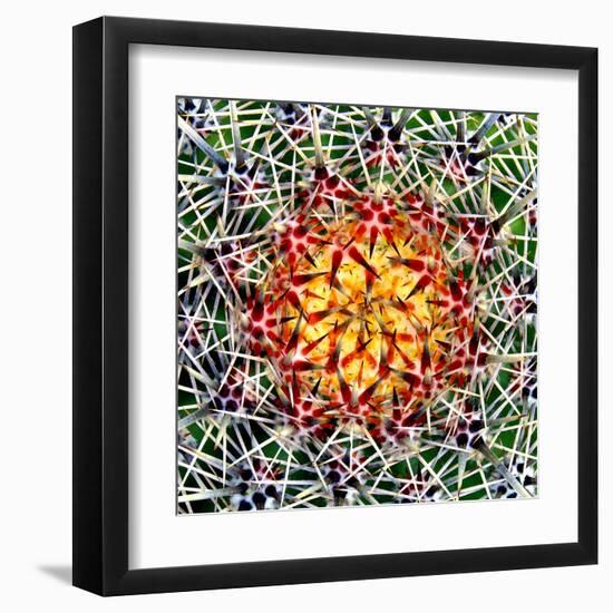 Saguaro Mandala II-Douglas Taylor-Framed Premium Photographic Print