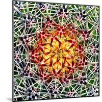 Saguaro Mandala II-Douglas Taylor-Mounted Premium Photographic Print