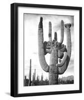 Saguaro National Monument, Arizona, ca. 1941-1942-Ansel Adams-Framed Art Print