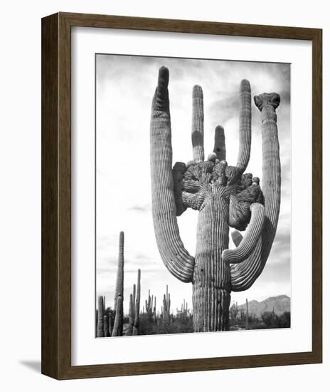 Saguaro National Monument, Arizona, ca. 1941-1942-Ansel Adams-Framed Art Print