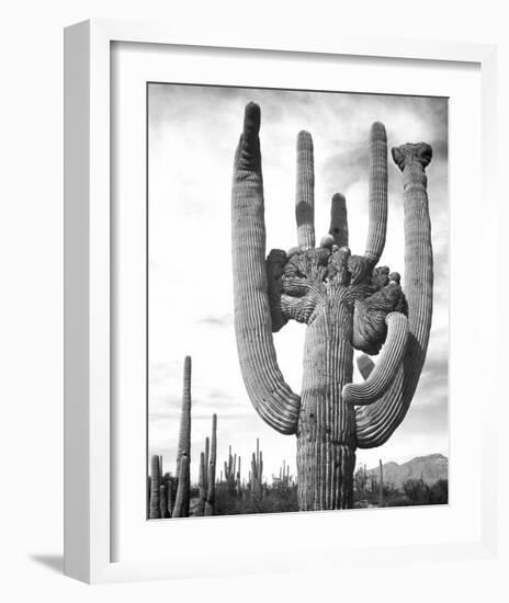 Saguaro National Monument, Arizona, ca. 1941-1942-Ansel Adams-Framed Art Print