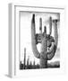 Saguaro National Monument, Arizona, ca. 1941-1942-Ansel Adams-Framed Art Print