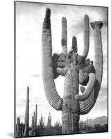 Saguaro National Monument, Arizona, ca. 1941-1942-Ansel Adams-Mounted Art Print
