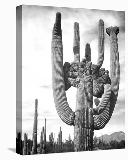 Saguaro National Monument, Arizona, ca. 1941-1942-Ansel Adams-Stretched Canvas