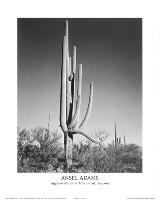 Saguaro National Monument Arizona-Ansel Adams-Lamina Framed Poster