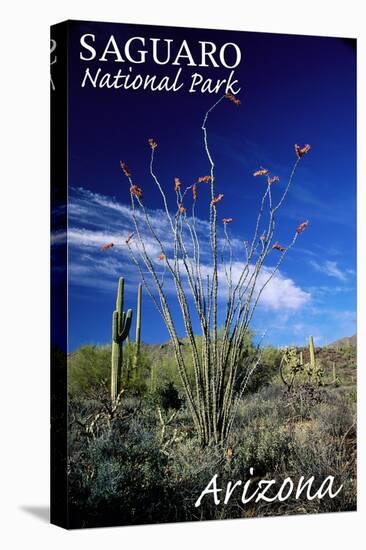 Saguaro National Park, Arizona - Cactus and Plants-Lantern Press-Stretched Canvas