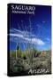 Saguaro National Park, Arizona - Cactus and Plants-Lantern Press-Stretched Canvas