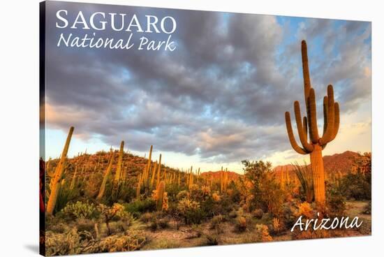 Saguaro National Park, Arizona - Day Scene-Lantern Press-Stretched Canvas