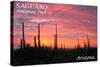 Saguaro National Park, Arizona - Pink Sunset-Lantern Press-Stretched Canvas